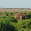 Tsavo east -chutn...?