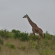 Tsavo east -majesttn irafa
